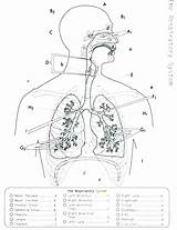 Respiratory Physiology Getcolorings Getdrawings sketch template
