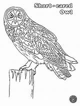 Owl Eared sketch template