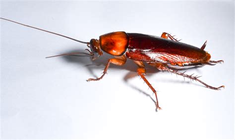 brown cockroach  exterminators pest control company roanoke va