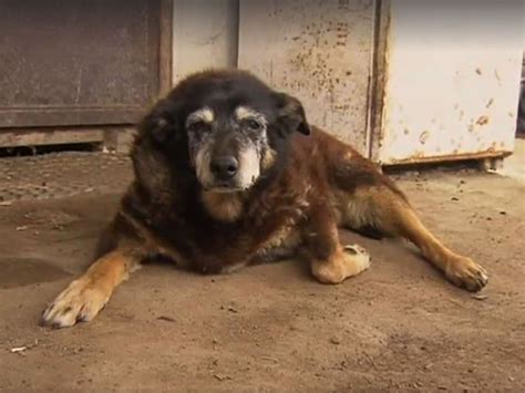 worlds oldest dog maggie  kelpie dies aged   australia  independent