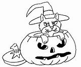 Coloring Cat Pumpkin sketch template