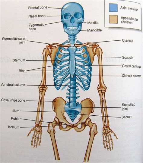 science  wonderful human skeleton