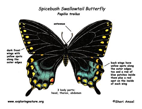 butterfly spicebush swallowtail