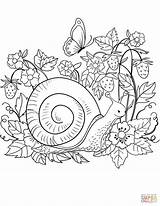 Snail Snails sketch template