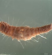 Afbeeldingsresultaten voor "flabelligera Affinis". Grootte: 176 x 185. Bron: www.marinespecies.org