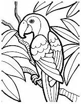 Colorat Papagal Parrot sketch template