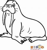 Walrus Color Pages Coloring Kids Print sketch template