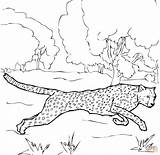 Cheetah Gepard Colorare Ghepardo Baby Kleurplaat Malvorlagen Disegni Ausdrucken Kostenlos Printen Beyblade Volwassenen Supercoloring Cheetahs Bambini Onlycoloringpages sketch template