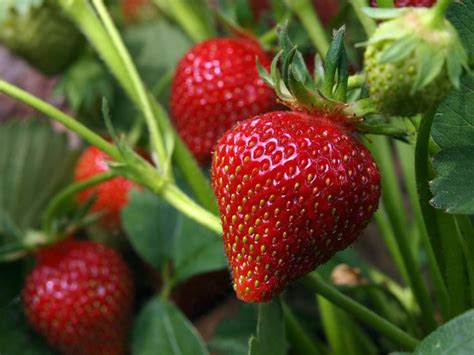 strawberry strawberry plants growing strawberries strawberry varieties
