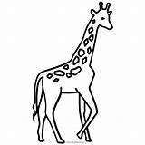Jirafa Jirafas Giraffe Imprimir Ausmalbilder Ultracoloringpages sketch template