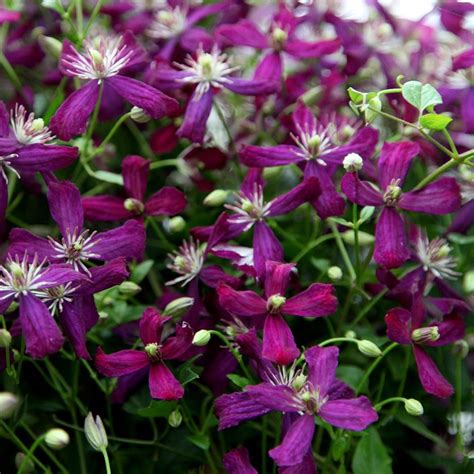 Buy Clematis Group 3 Clematis Sweet Summer Love £19 99 Delivery By