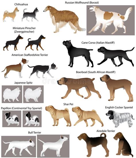 collection de differentes races des chiens illustration de vecteur