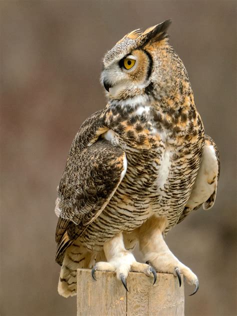 great horned owl naturerules wiki fandom