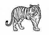 Tiger Bengal Drawing Coloring Pages Realistic Getdrawings sketch template