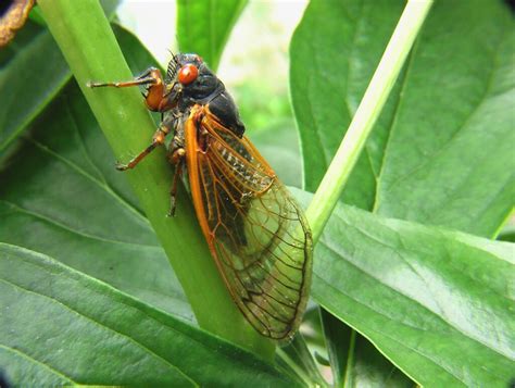 cicadas   james river pest solutions