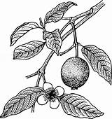 Guava Clipart Cliparts Drawing Library Pencil Tree sketch template