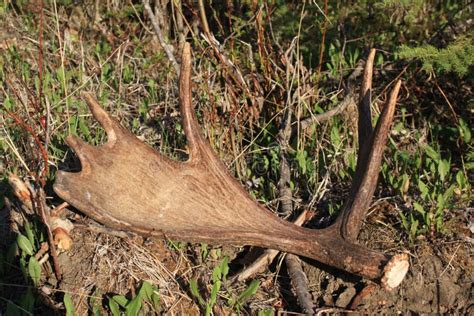 moose antler shed stock photo image  horns autumn