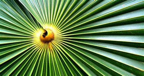 palm sunday article  spillwordscom