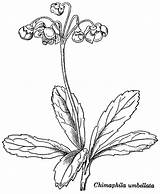 Chimaphila Umbellata Moss Engravings 25k Pipsissewa sketch template