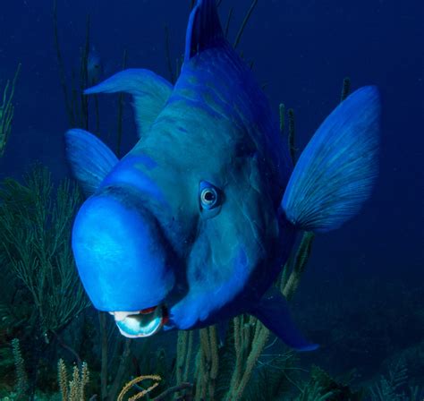 smiling blue parrot fish notecard underwater photography etsy
