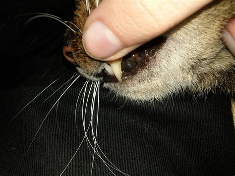 zoology   animal teeth  darker  exposed biology stack
