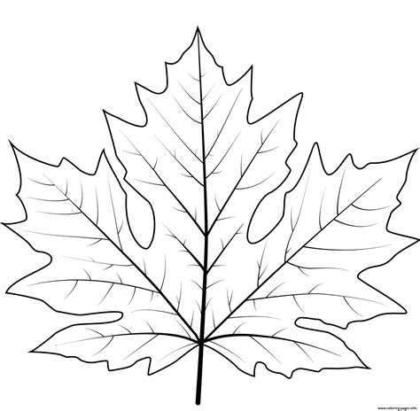 big leaf maple leaf coloring page printable