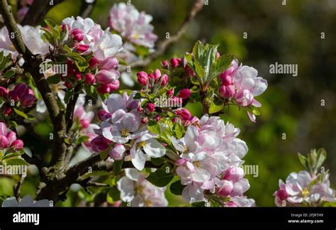cherry blossom english spring stock photo alamy