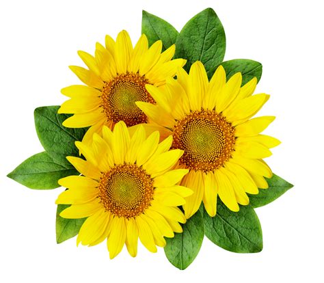 printable sunflowers