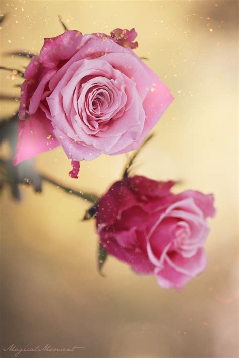 enchanted rose  rose contest  magicalmoment  deviantart