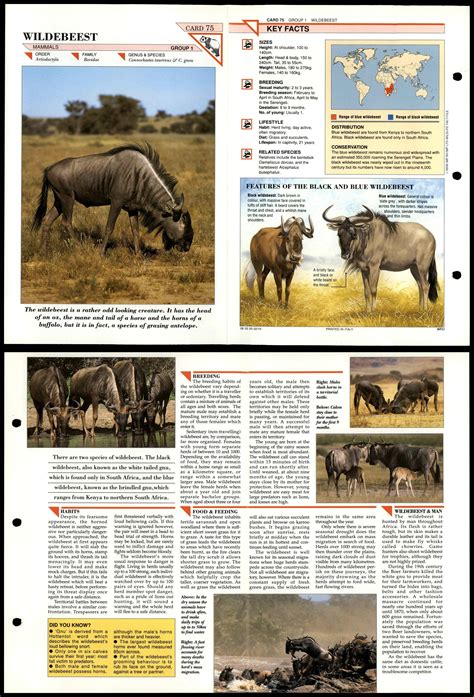 wildebeest  mammals wildlife fact file fold  card