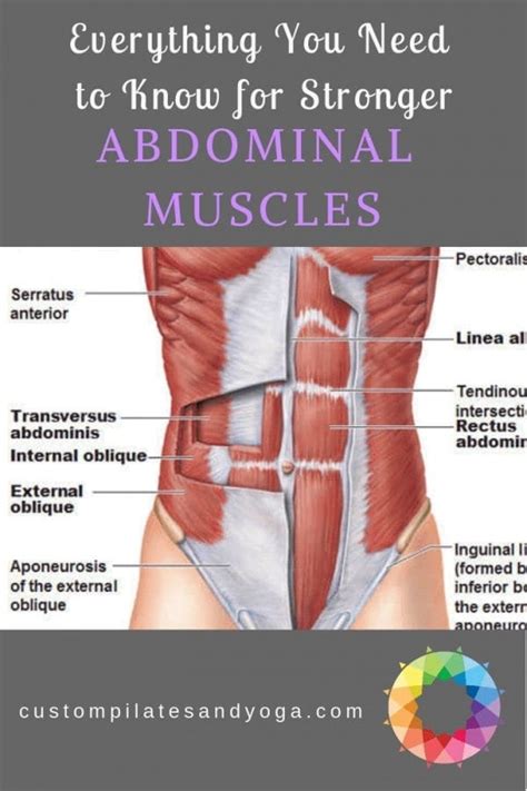 stronger abdominal muscles custom