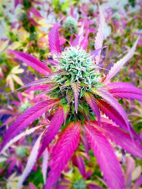 cannabis plant cannabis growing methods