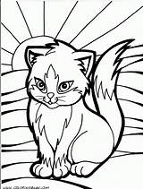 Pages Printable Cat Color Coloring Kitten sketch template