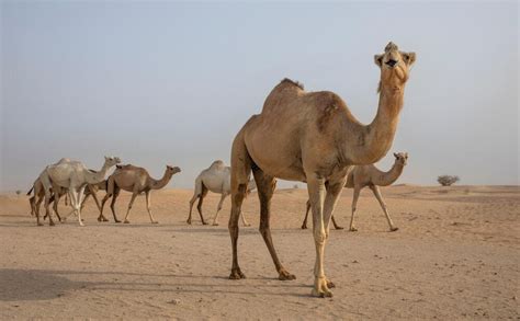 Saudi Arabias Taif Camel Festival Begins After Virgin Female Camel