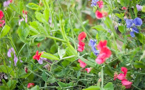 grow sweet peas sowing  growing instructions