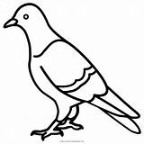 Pigeon Paloma Colorear Feral Columbidae Ausmalbild sketch template