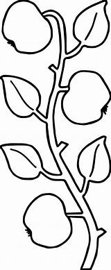 Ivy Coloring Apple Tree Wecoloringpage sketch template