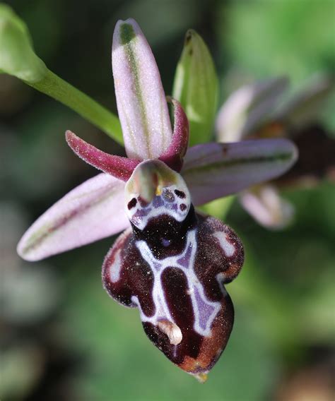 flower gallery ophrys dsc