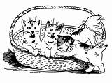 Chaton Chatons Corbeille Kitten Coloriages Gratuit Kittens Basket Colorier 1901 Bébé Humour Paintingvalley sketch template