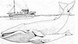 Humpback Whales Mammals Colorin sketch template