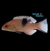 Afbeeldingsresultaten voor "Bodianus speciosus". Grootte: 103 x 106. Bron: tropicalfishcompany.com