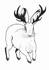 Jackalope Coloring Pages Template Sketch sketch template