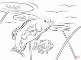 Largemouth Ausmalen Robalos Striped Fische Perches Loups Getdrawings Robalo sketch template