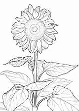 Sunflower Coloring Pages Printable Sheets Adult Sunflowers Flower Drawing Simple Print Book Printables Template Adults Colouring Sun Supercoloring Sheet Colour sketch template