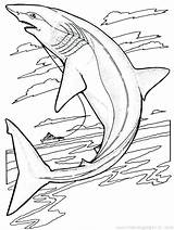 Shark Pages Coloring Funny Printables Getdrawings Printable sketch template