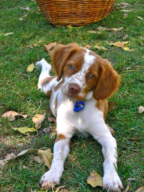 head tilt remi brittany spaniel puppies brittany puppies spaniel