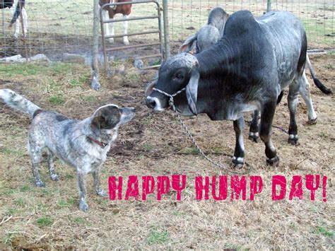 Happy Hump Day Humpin It In The Boonies