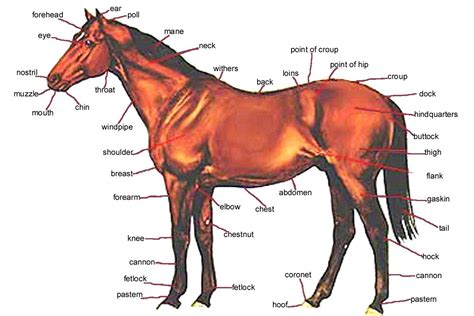 image result  horse anatomy horse anatomy horses horse pictures  print