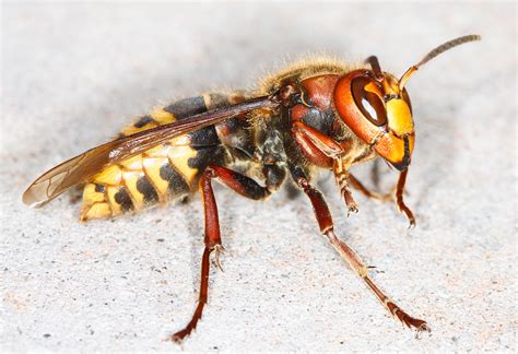 european hornets identification threats treatment