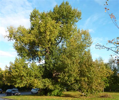 black poplar tree river severn custodians blog